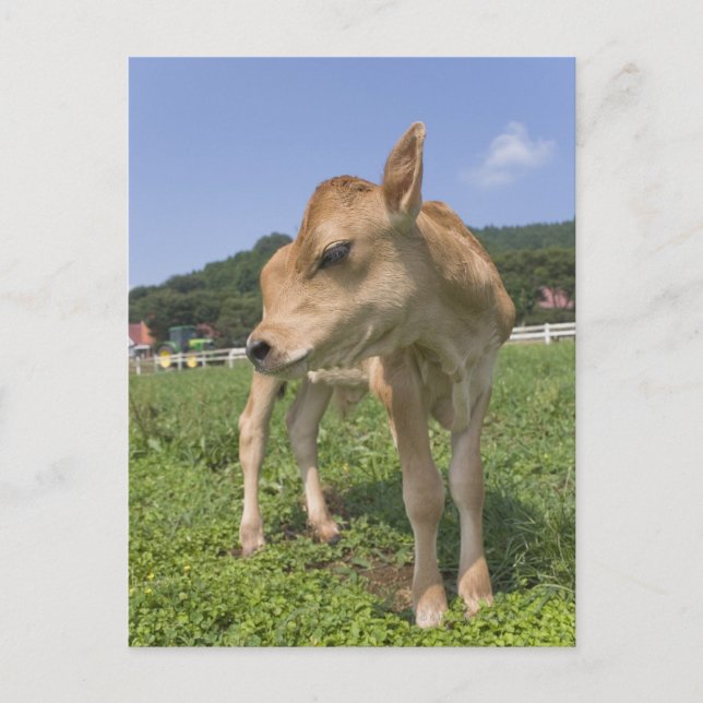 Postal Calf de pie (Anverso)