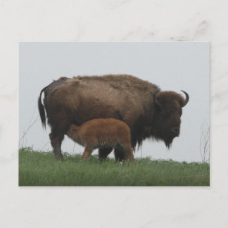 Postal Calf de venado y Enfermería