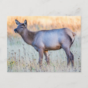 Postal Calf Elk   Madison Junction, Wyoming