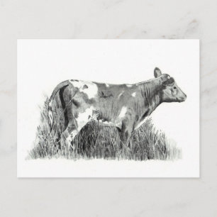 POSTAL CALF EN PENCIL