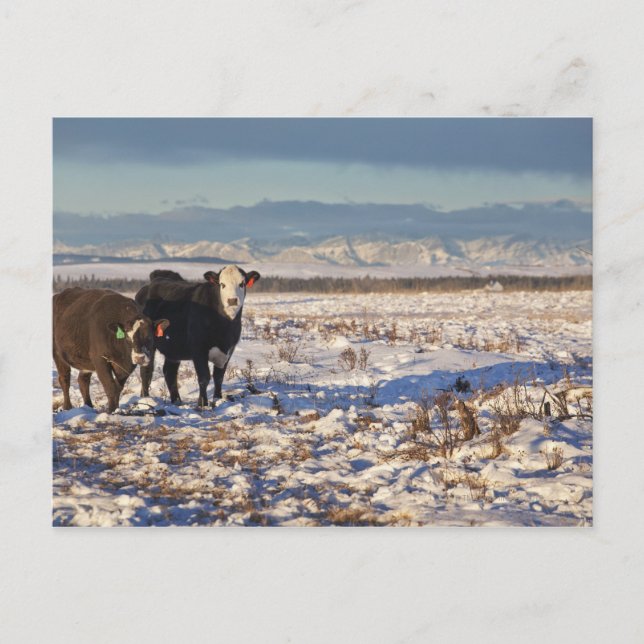 Postal calgario, alberta, canadá (Anverso)