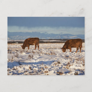 Postal calgario, alberta, canadá 2