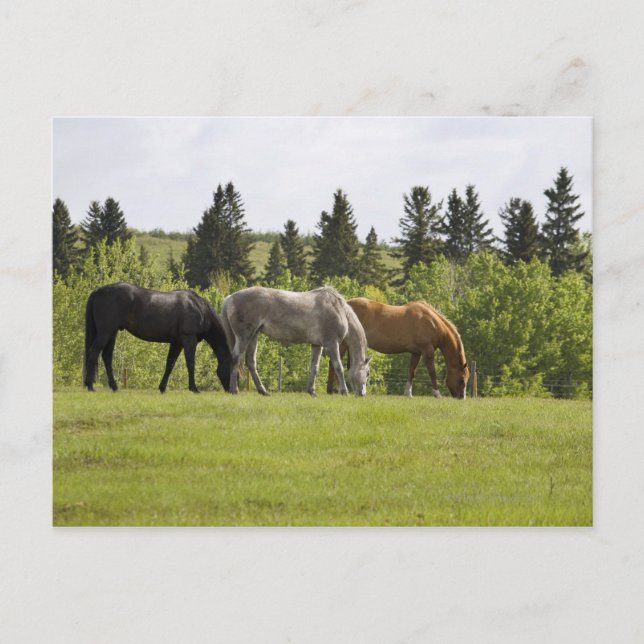 Postal Calgary, Alberta (Canadá) (Anverso)