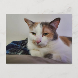 Postal Calico Cat