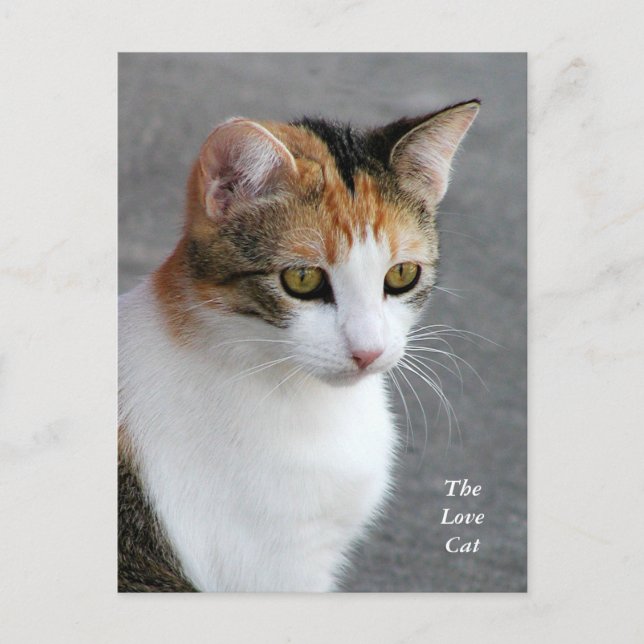 Postal Calico Cat Love (Anverso)