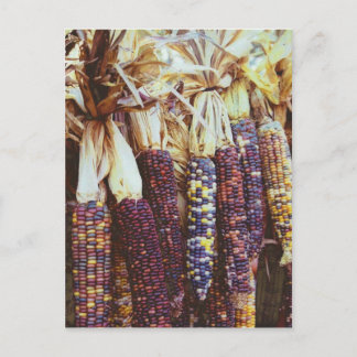 Postal Calico Corn