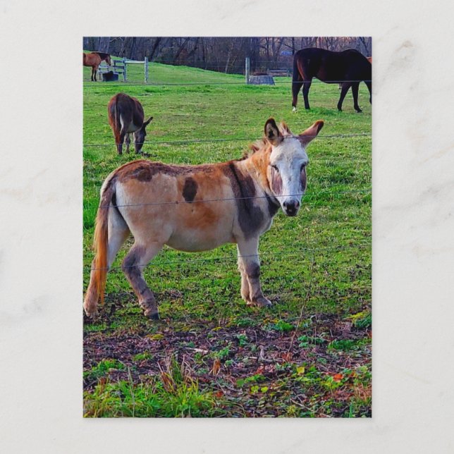 Postal Calico Donkey (Anverso)