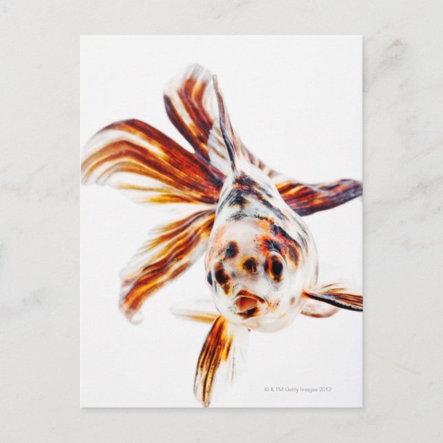 Postal Calico Fantail Comet goldfish (Carassius (Anverso)