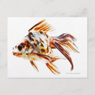 Postal Calico Fantail Comet golfista