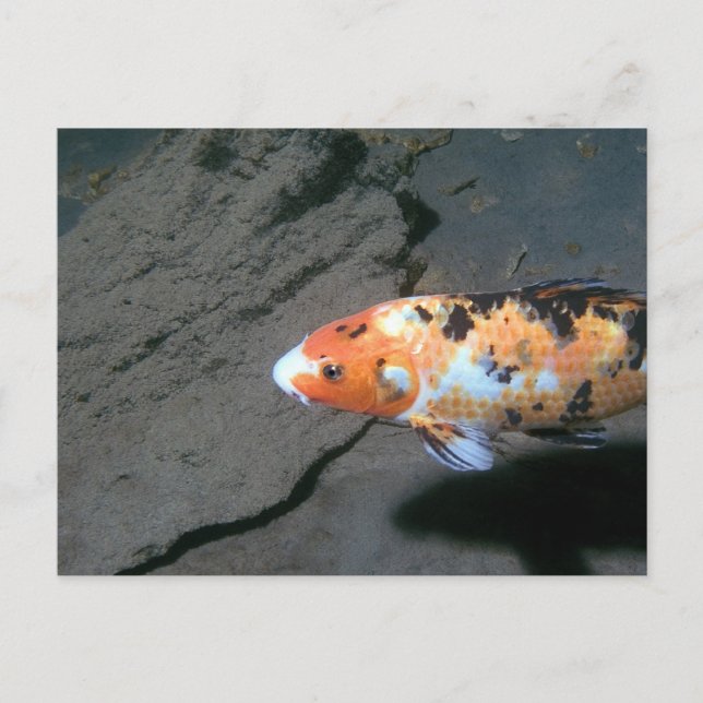 Postal Calico Fish (Anverso)