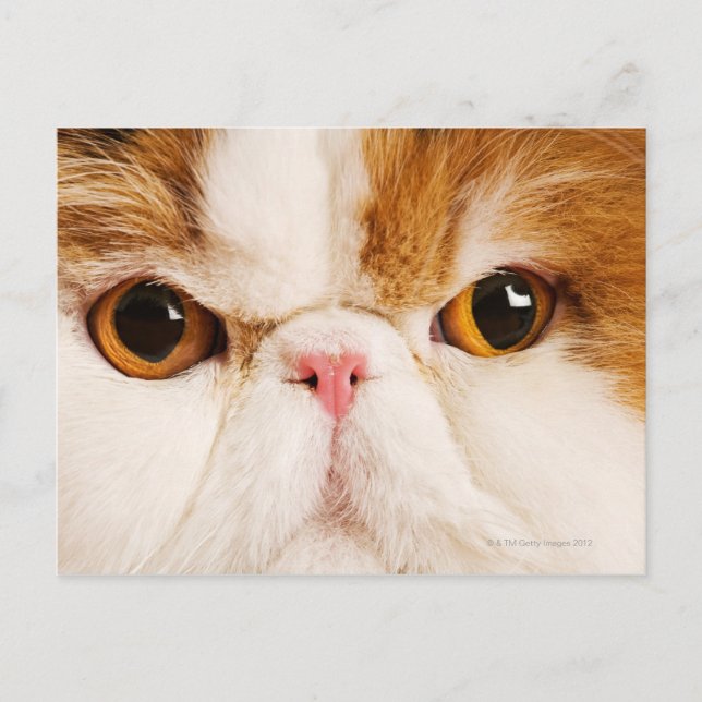 Postal Calico Harlequin Persian (Anverso)