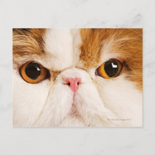 Postal Calico Harlequin Persian
