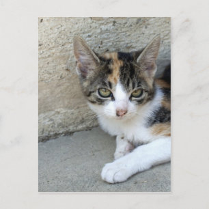 Postal Calico Kitten
