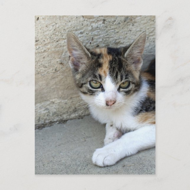 Postal Calico Kitten (Anverso)