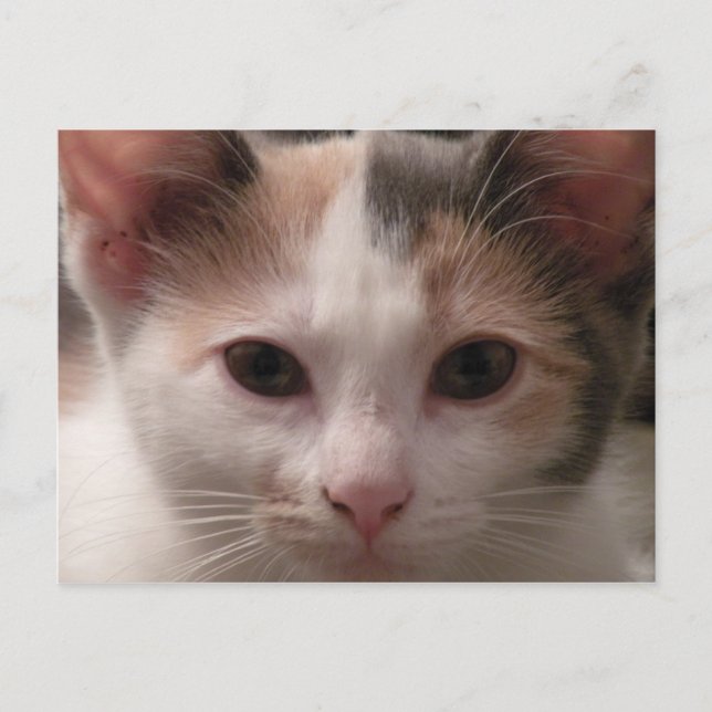 Postal Calico kitten (Anverso)