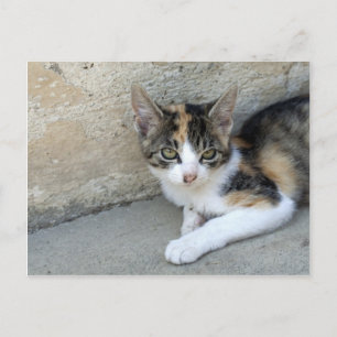 Postal Calico Kitten