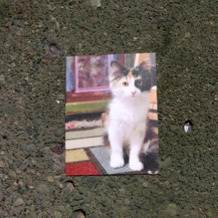 Postal Calico Kitten