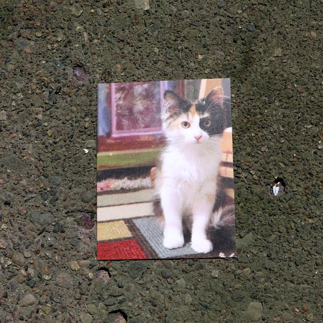 Postal Calico Kitten (Subido por el creador)