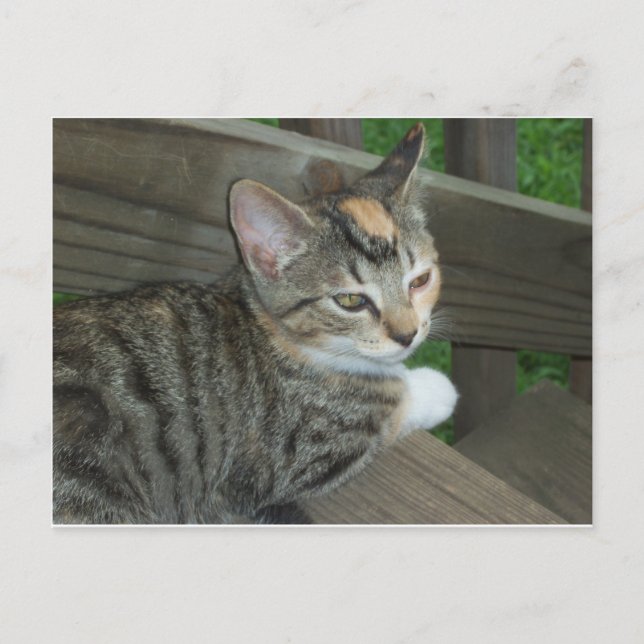 Postal Calico Kitten, 1 (Anverso)