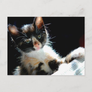 Postal Calico Kitten Postcard