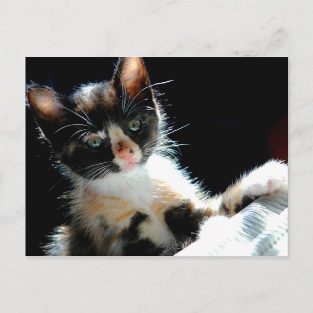 Postal Calico Kitten Postcard (Anverso)