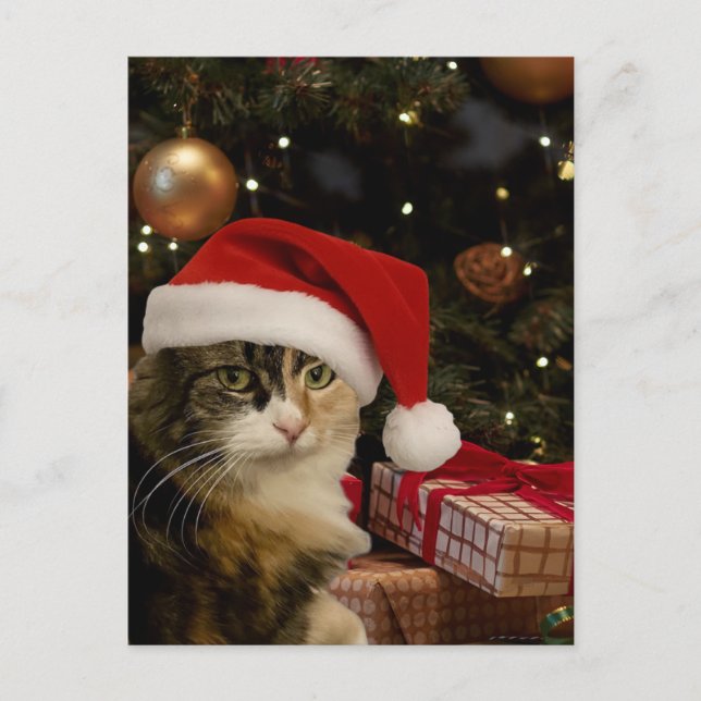 Postal Calico Santa Kitty Postcard (Anverso)