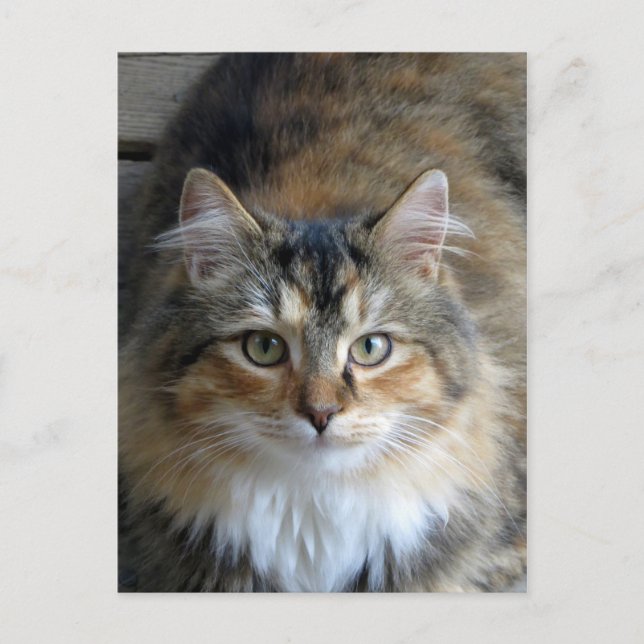 Postal Calico Tabby (Anverso)