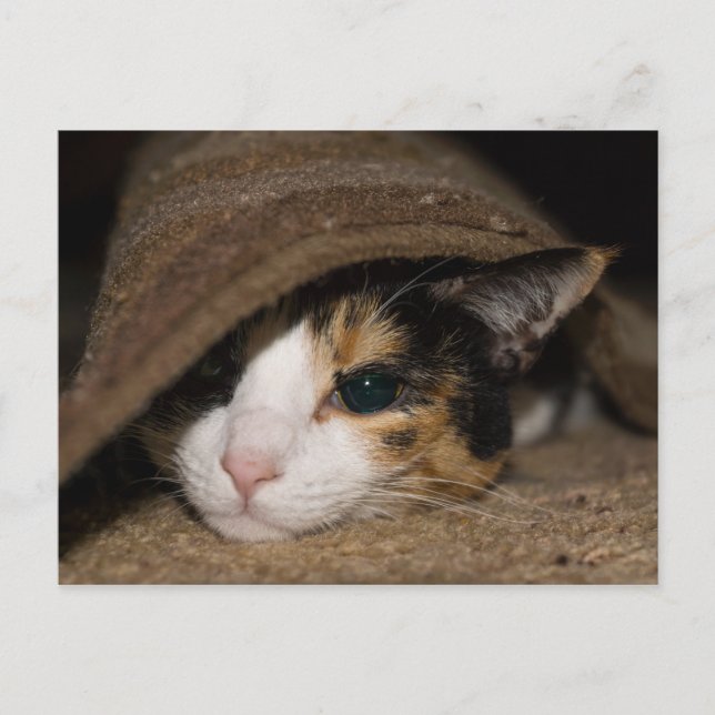 Postal Calico Taco Postcard (Anverso)