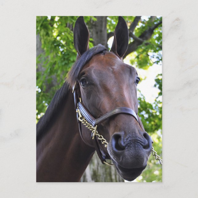 Postal Calidad esquiva (Anverso)