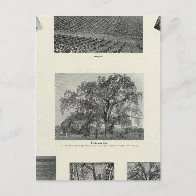 Postal California 4 (Anverso)