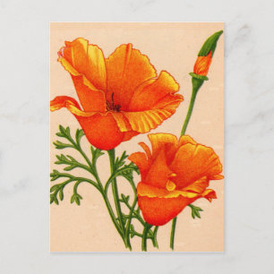 Postal California amapola amapola a California en naranja