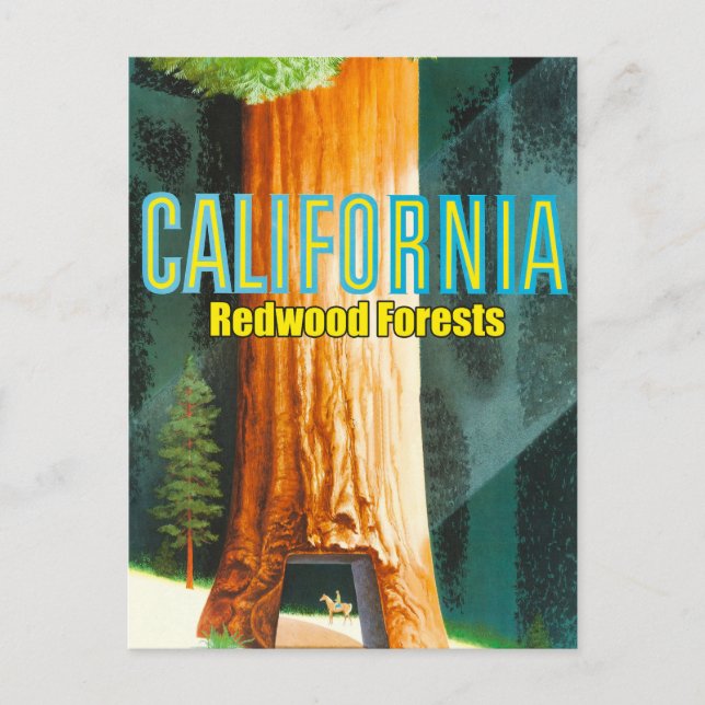 Postal California, bosque de secuoyas, árbol grande, secu (Anverso)