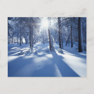 Postal California, Bosque Nacional Cleveland, Laguna 3