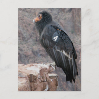 Postal California Condor