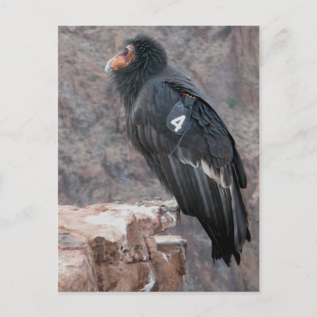 Postal California Condor (Anverso)