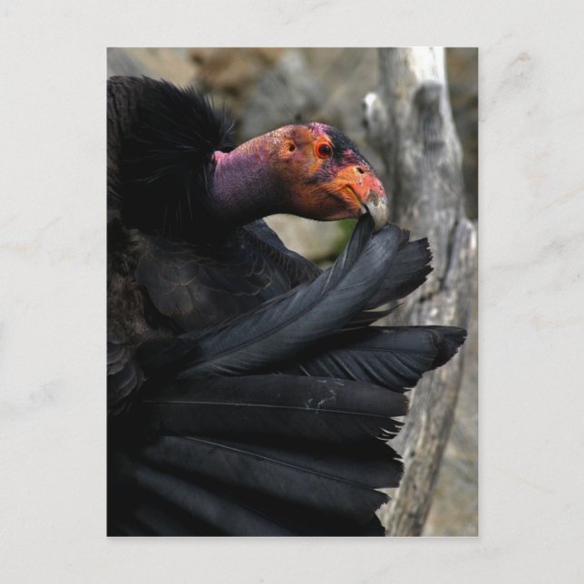 Postal California Condor Prepara Cuidadosamente Los Feath (Anverso)