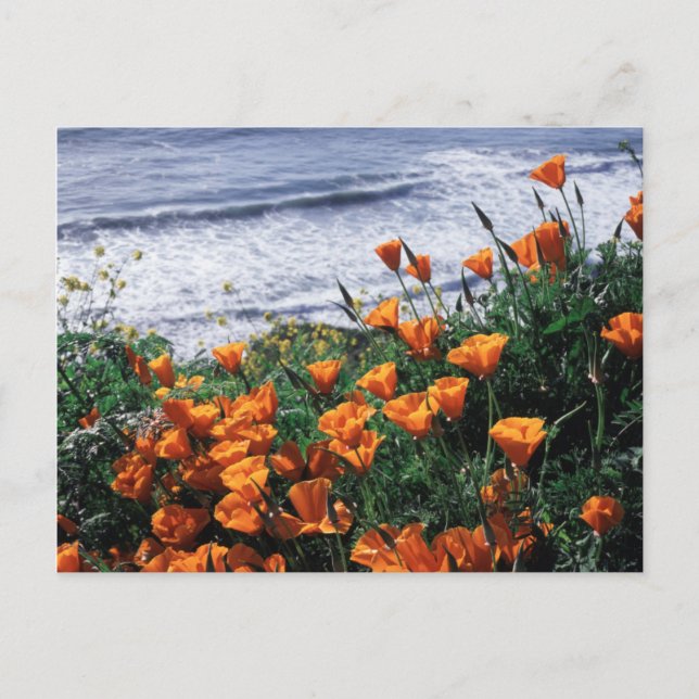 Postal California, Costa Big Sur, California Poppy (Anverso)