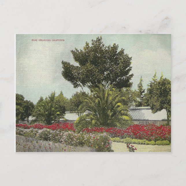 Postal California de Vintage (Anverso)