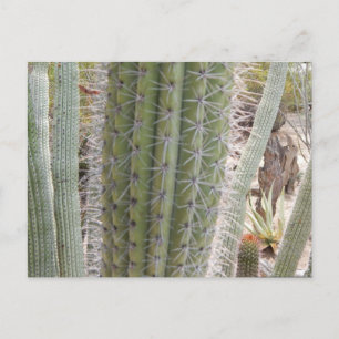 POSTAL CALIFORNIA DESERT CACTUS #1