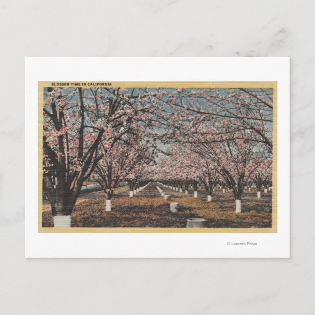 Postal California florece en los árboles (Anverso)