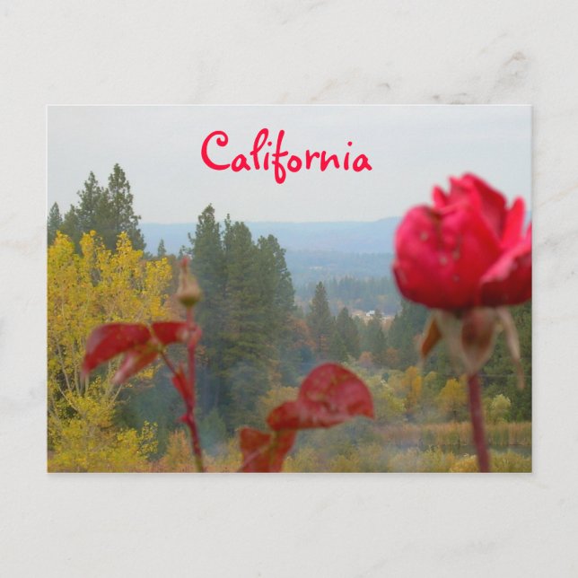 Postal California florida (Anverso)