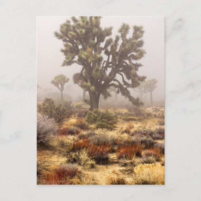 Postal California: Monumento Nacional Joshua Tree, (Anverso)