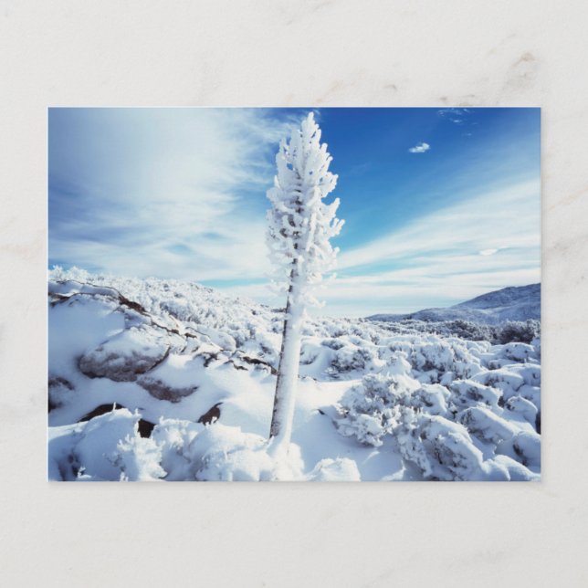 Postal California, Parque Estatal del Desierto de Anza Bo (Anverso)