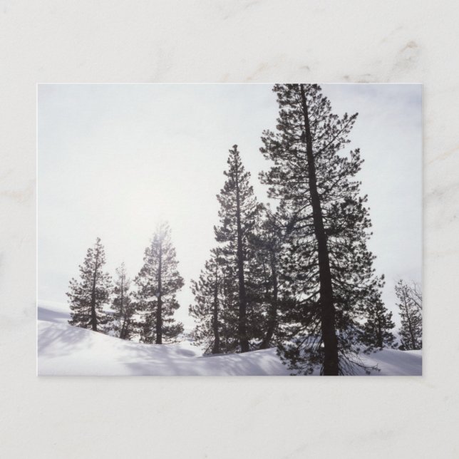 Postal California, Parque Estatal Rancho Cuyamaca (Anverso)