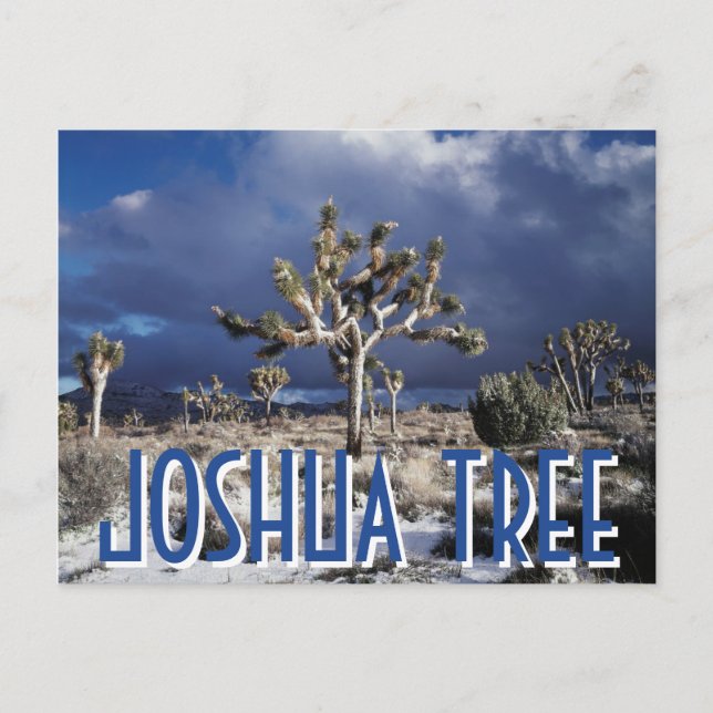 Postal California, Parque Nacional del Árbol Joshua (Anverso)