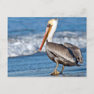 Postal California Pelican en la playa