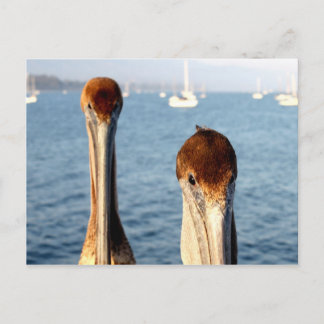 Postal California Pelicans
