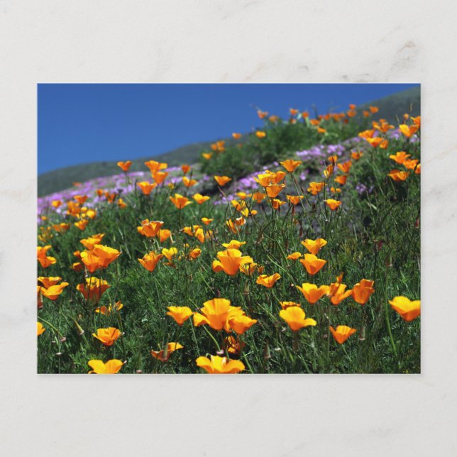 Postal California Poppies (Anverso)