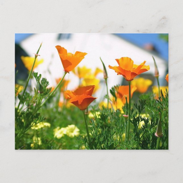 Postal California Poppies (Anverso)