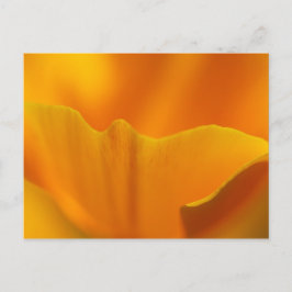 Postal California Poppy Close-Up...